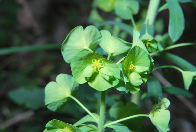 Euphorbia amygdaloides